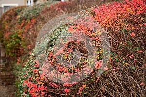 Vibrant autumn foliage in East Lothian, Scotland