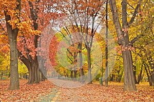 Vibrant autumn landscape, Romania, Herastrau park.