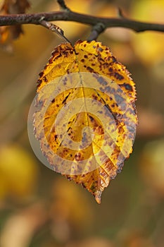 Vibrant autumn leaf with intricate patterns