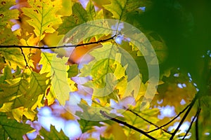 Vibrant autumn leaves in a blur of yellow and orange hues with clear blue sky background.