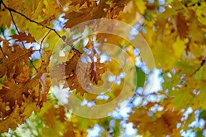 Vibrant autumn leaves in a blur of yellow and orange hues with clear blue sky background.