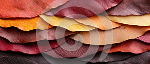 Vibrant autumn leaves texture abstract background photo