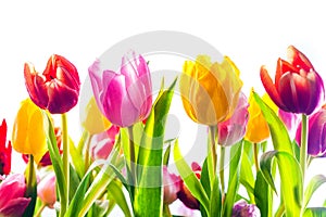 Vibrant background of colourful spring tulips