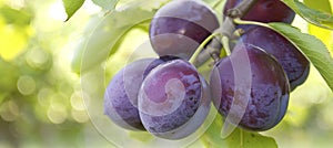 Vibrant background of fresh, juicy blue plums, ripe and appetizing, ideal for natural food concepts