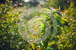 Vibrant background of lush blades of green grass in a meadow blown by wind in spring on a sunny day with shallow depth of field. H