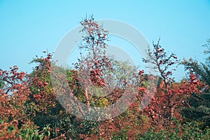 Vibrant background palash flowers (Butea monosperma) during springtime in Purulia