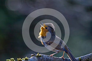 Vibrant Backlit Robin with Orange and Grey Plumage, Singing on Branch.