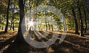 Vibrant backlit woodland photo