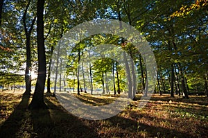 Vibrant backlit woodland