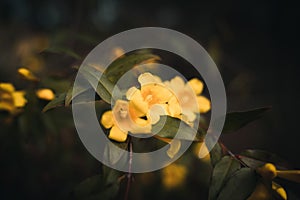 Vibrant, beautiful image of yellow Jessamine flowers illuminated by warm, golden sunlight