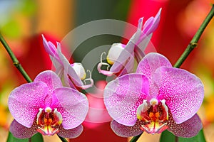 Vibrant and beautiful pink dotted moth or phalaenopsis blume orchids