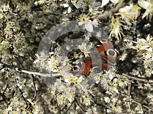 Vibrant Beauty: A Colorful Red Peacock Butterfly Resting in a Blossoming Cherry Tree, Creating a Serene Scene of White Petals in