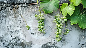 Vibrant Beauty: Lush Green Grape Stalks Twining Through an Ancient Concrete Wall -