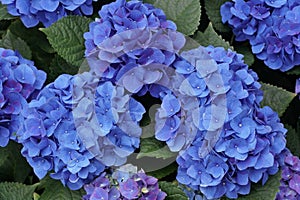 The vibrant Bigleaf hydrangea blue flowers at full bloom photo