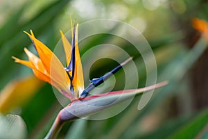 Vibrant Bird of Paradise flower with lush green foliage in the background.