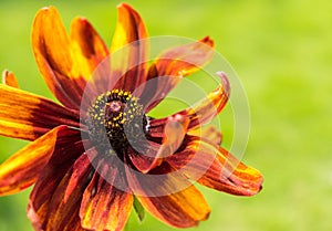 A vibrant Black Eyed Susan flower captured in macro