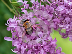 Vibrant Black and Yellow Bumblebee on Purple Lilac Bush in Sprin