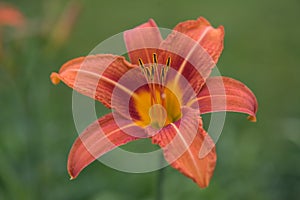 Vibrant Blooming Orange Lily Flower Isolated