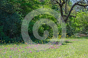 The vibrant blooms of Phlox and Texas groundsel growing in a meadow