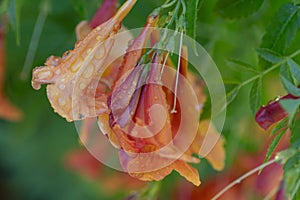 Vibrant blossoms covered in water droplets in a lush, subtropical garden