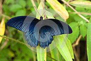 Vibrant blue butterfly