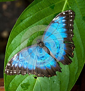 Vibrant Blue Butterfly