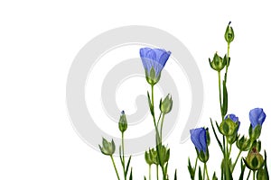 Vibrant blue common flax flower in close up