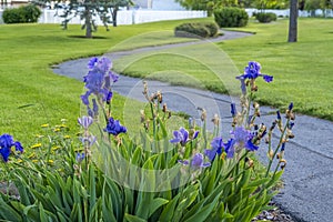 Vibrant blue flowers with long green leaves growing beside a narror curving road