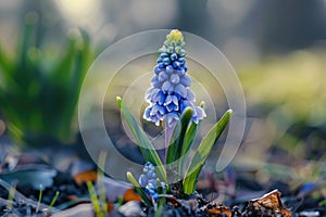 Vibrant Blue Grape Hyacinth Bloom in Soft Morning Light