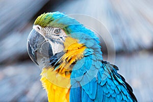 Vibrant blue green and gold Macaw Parrot
