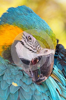 Vibrant blue green and gold Macaw Parrot bird