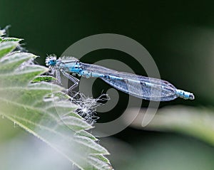 Vibrant blue Homoptera dragonfly sits atop a green leaf