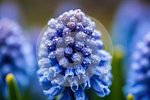 Vibrant Blue Hyacinth Blossom in Keukenhof Park, Netherlands. Perfect for Floral Greeting Cards.