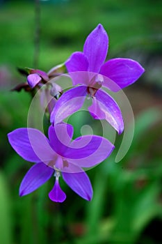 Vibrant blue  lilac flowers