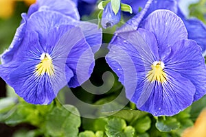 Vibrant Blue Pansies Close-up with Lush Greenery