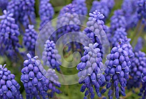 Vibrant Blue and Purple Flowers