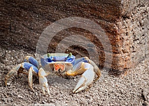 Vibrant blue and red sand crab