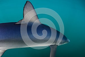 Vibrant Blue Shark Swimming Underwater