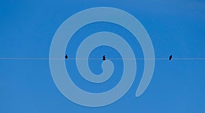 Vibrant blue sky as the backdrop for birds perched atop a cable