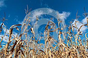 Vibrant Blue Sky Over Lush Corn Cereal Field in Agricultural Landscape, in Vermont USA