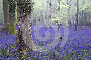 Vibrant bluebell carpet Spring forest foggy landscape