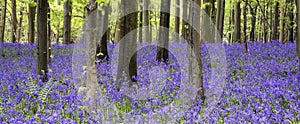 Vibrant bluebell carpet Spring forest landscape