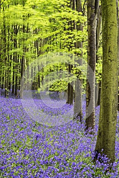 Vibrant bluebell carpet Spring forest landscape