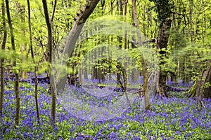 Vibrant bluebell carpet Spring forest landscape