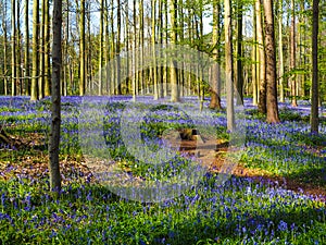 Vibrant bluebell woodland during spring, Belgium