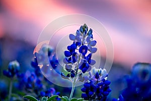 Vibrant bluebonnet at sunset with a beautiful warm sky