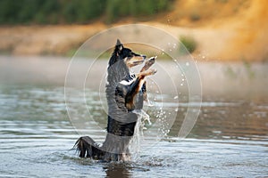 A vibrant Border Collie dog stands mid-splash in a river