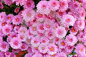 Vibrant bouquet of purple chrysanthemum flowers for backgrouds and backdrops