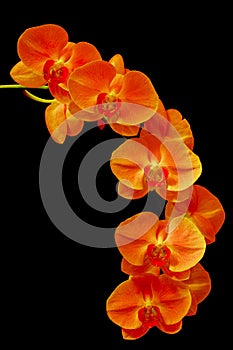 Sonata of golden orange phalaenopsis orchids