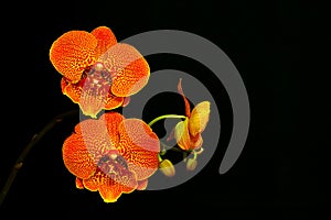 Vibrant branch of phalaenopsis blume red orchids with black background